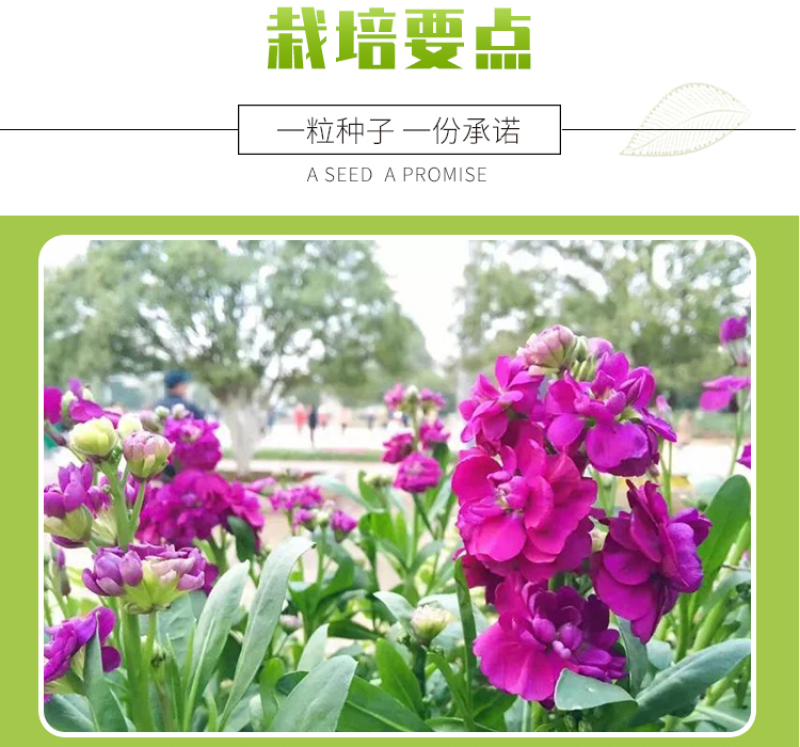 紫罗兰种子花种子园林绿化四季易种易活草花庭院种植