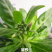 紫罗兰种子花种子园林绿化四季易种易活草花庭院种植