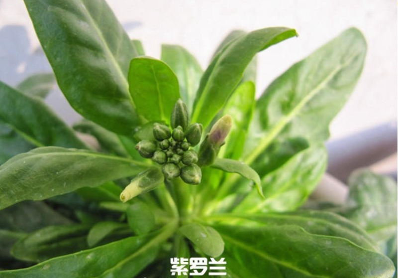 紫罗兰种子花种子园林绿化四季易种易活草花庭院种植