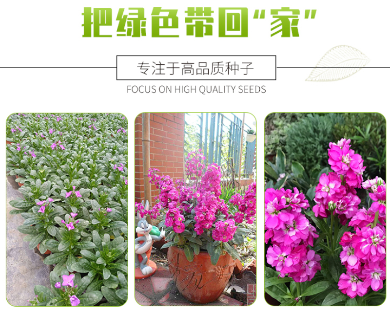紫罗兰种子花种子园林绿化四季易种易活草花庭院种植
