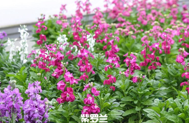 紫罗兰种子花种子园林绿化四季易种易活草花庭院种植