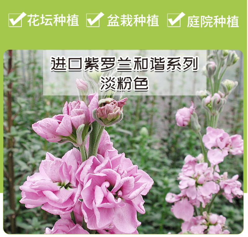 紫罗兰种子花种子园林绿化四季易种易活草花庭院种植