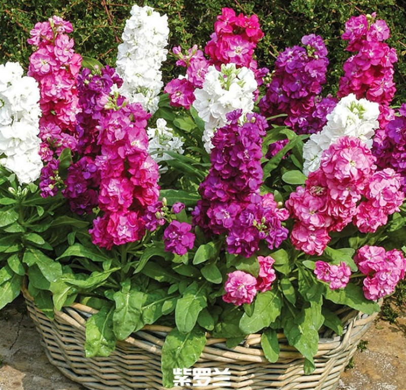 紫罗兰种子花种子园林绿化四季易种易活草花庭院种植