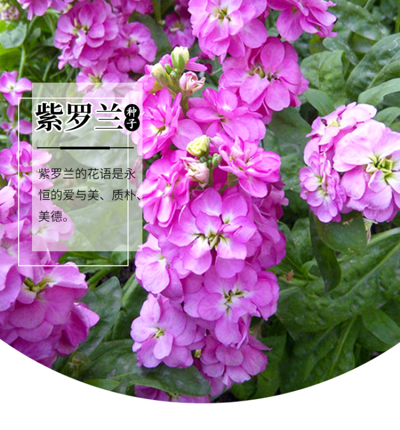 紫罗兰种子花种子园林绿化四季易种易活草花庭院种植