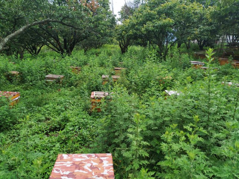 云南昆明本地中蜂蜂群品质优良抗寒抗病高产王