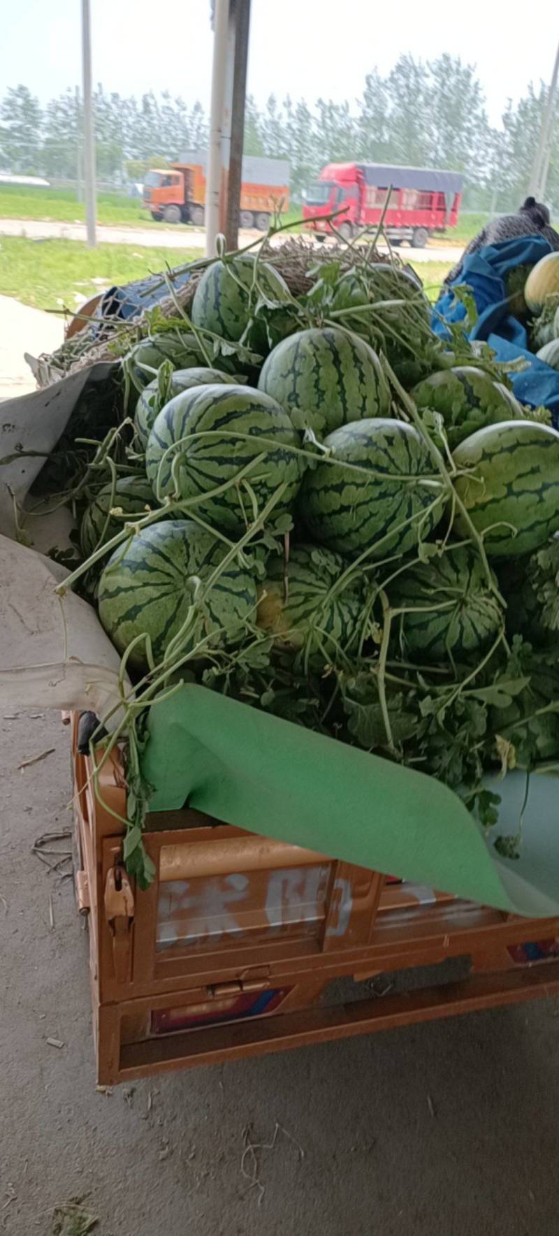 西瓜之乡，大批量西瓜，有京欣，美都