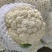 甘肃高原夏菜