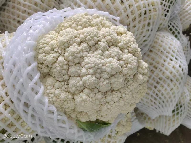 甘肃高原夏菜