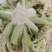 甘肃高原夏菜