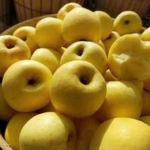 精品奶油富士苹果黄金富士优质冷库苹果产地直销一手货源便宜