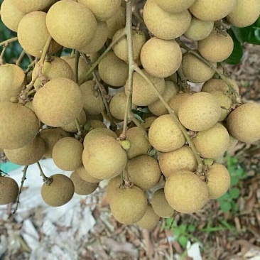 石硖龙眼