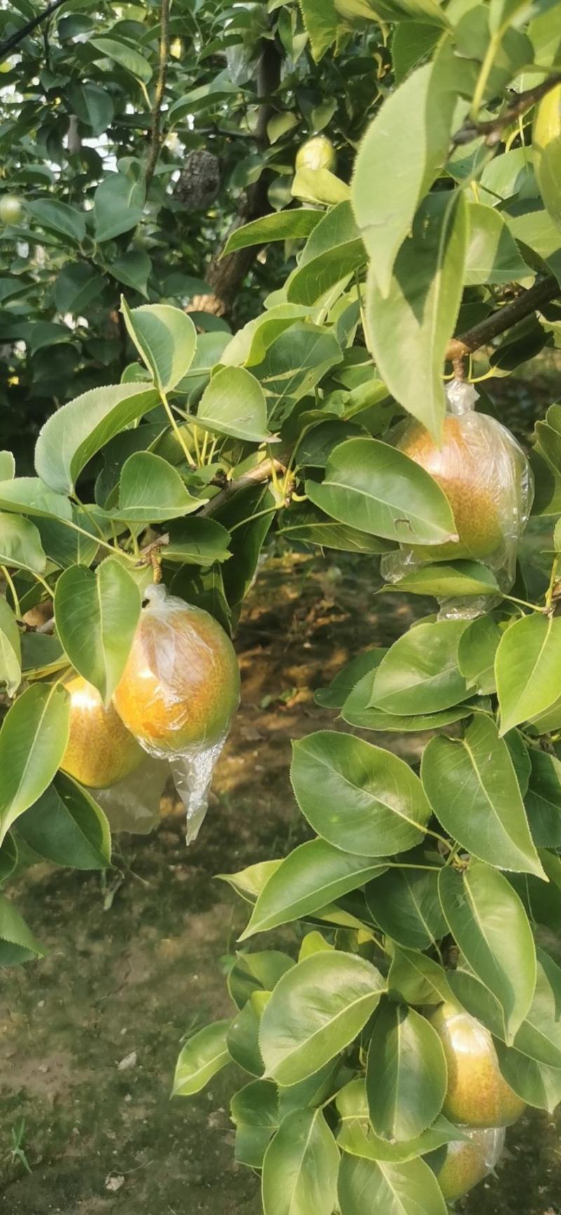【热销】新梨七号大量供应，质量好价格优，货源充足欢迎选购