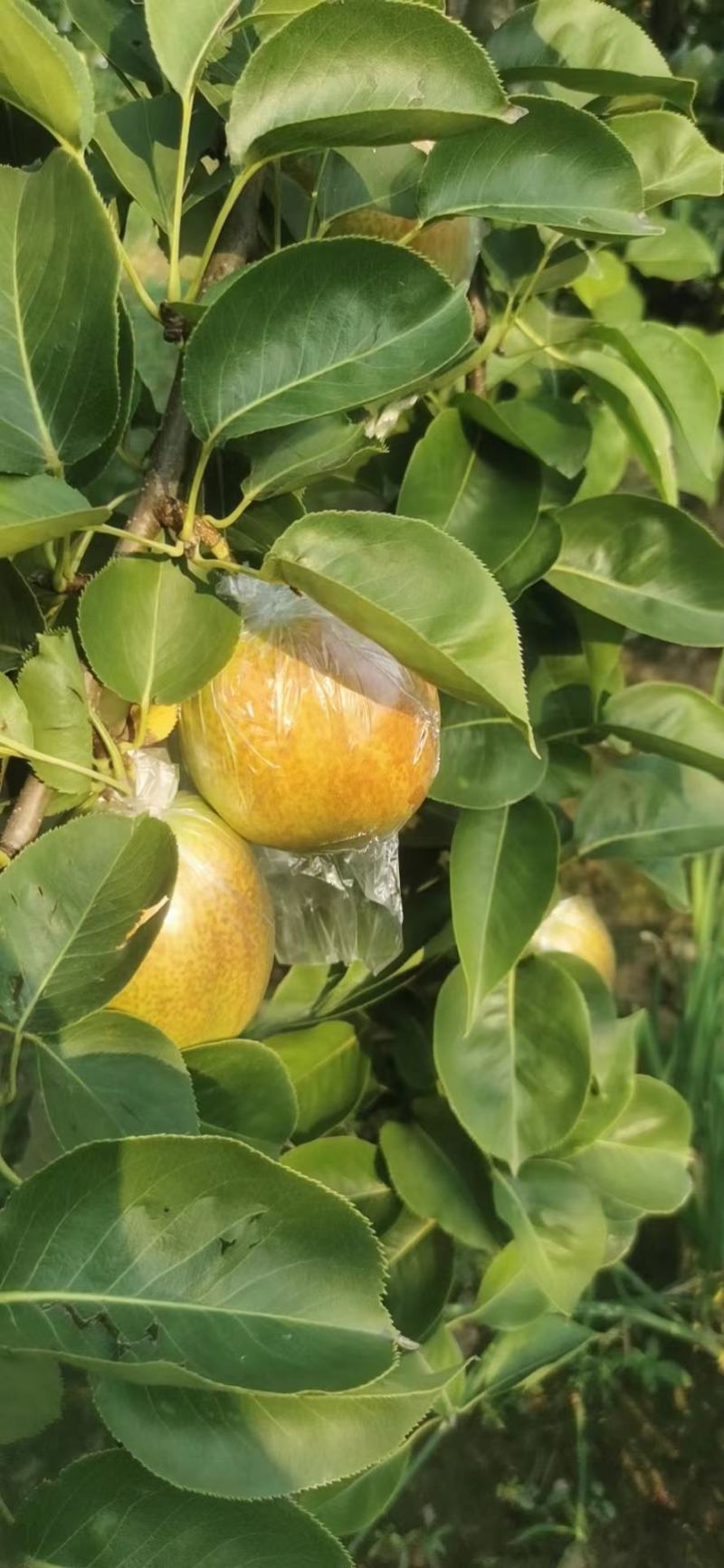 【热销】新梨七号大量供应，质量好价格优，货源充足欢迎选购