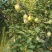 【热销】新梨七号大量供应，质量好价格优，货源充足欢迎选购