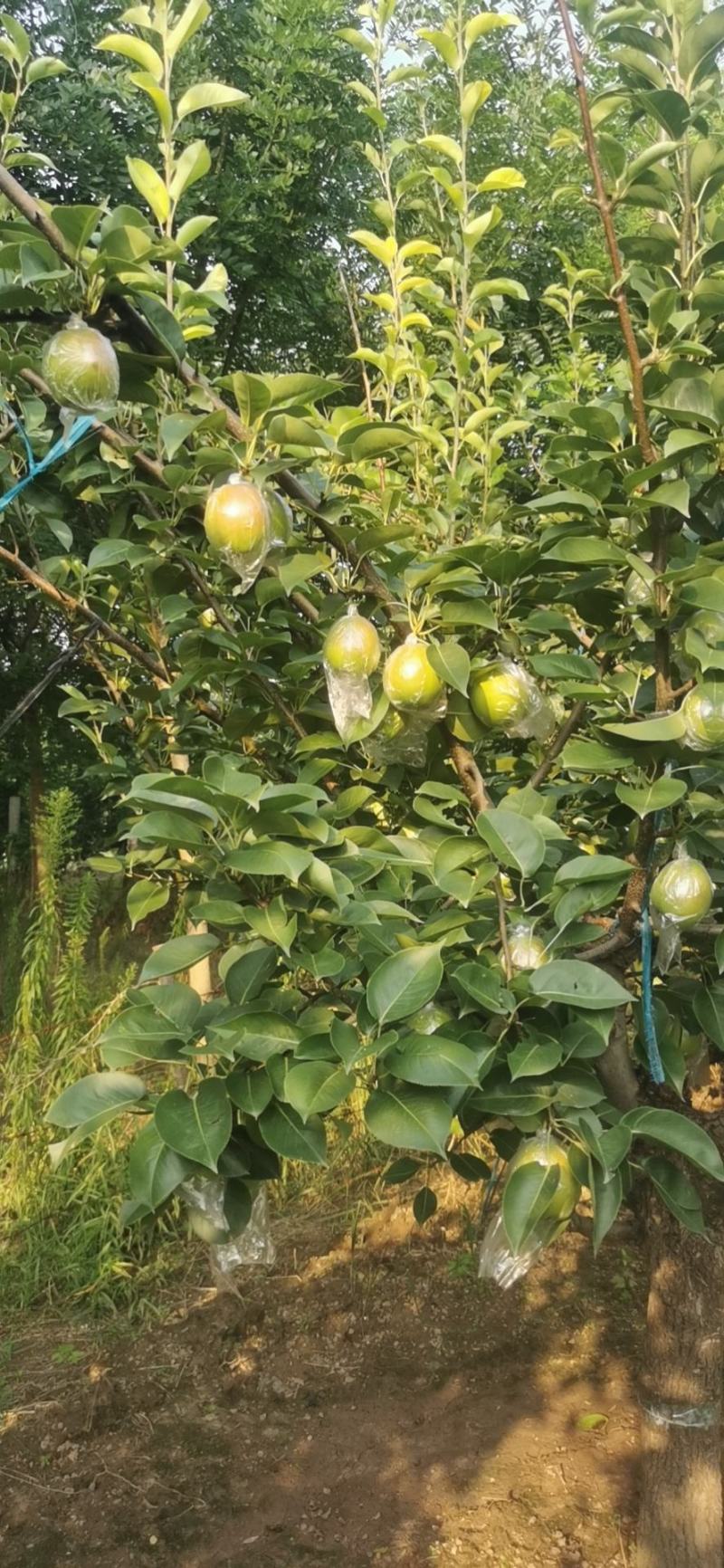 【热销】新梨七号大量供应，质量好价格优，货源充足欢迎选购