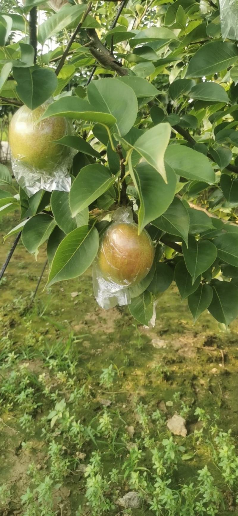 【热销】新梨七号大量供应，质量好价格优，货源充足欢迎选购