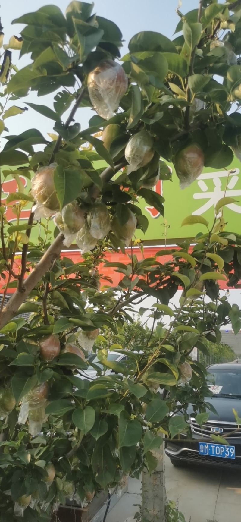 【热销】新梨七号大量供应，质量好价格优，货源充足欢迎选购