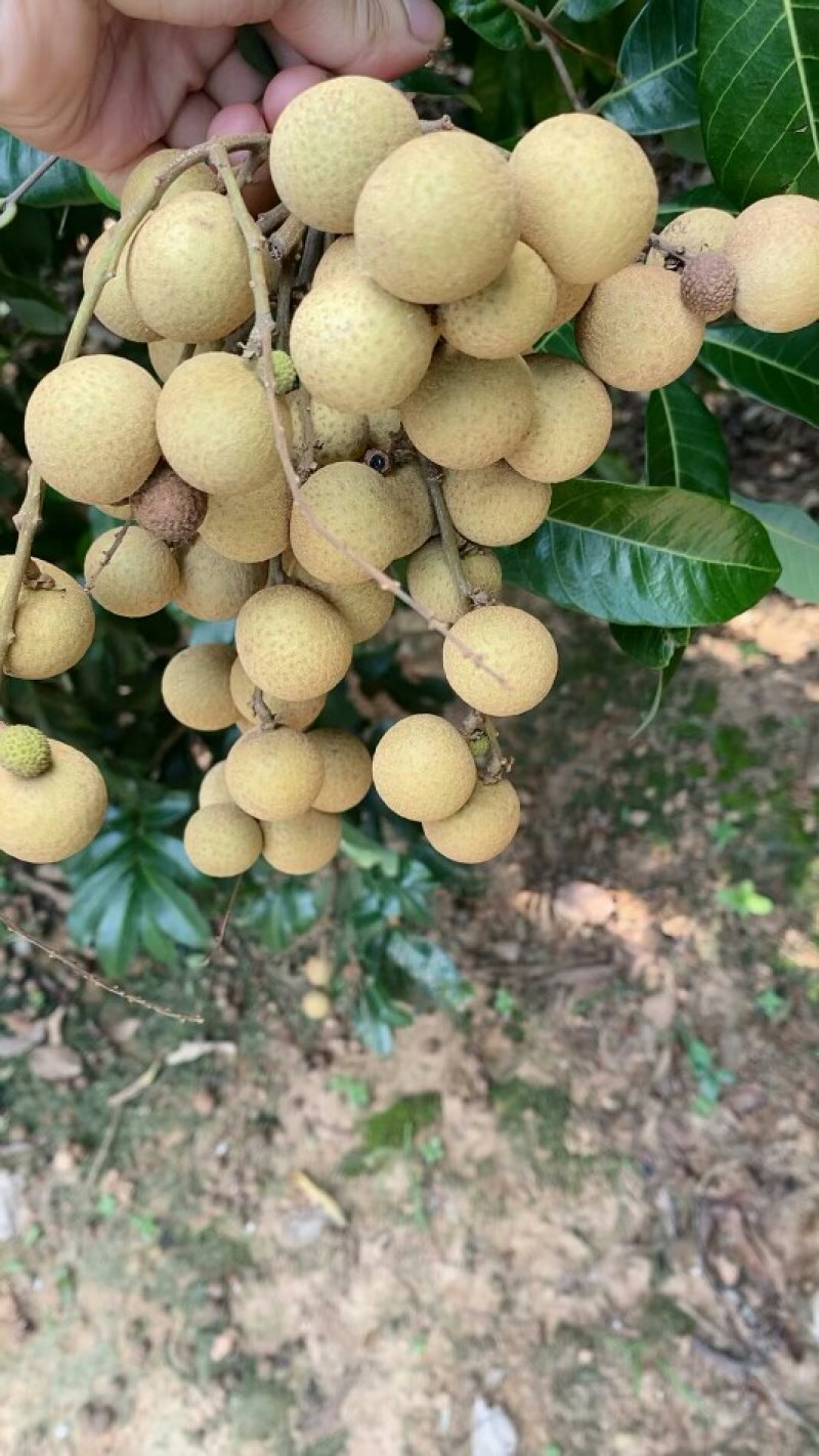 石硖龙眼