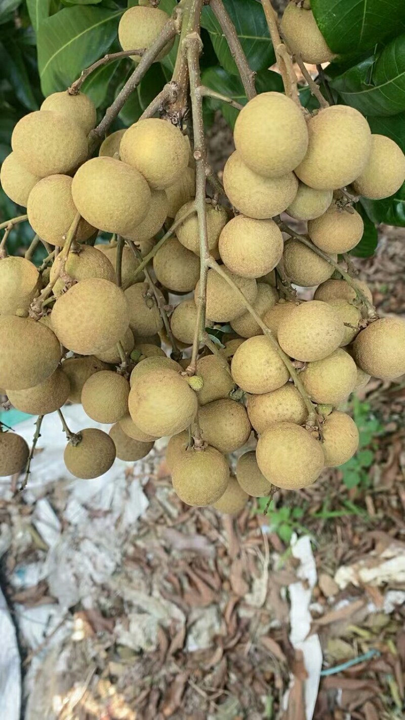 石硖龙眼