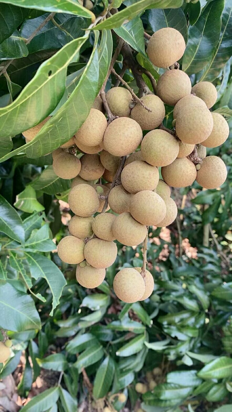 石硖龙眼