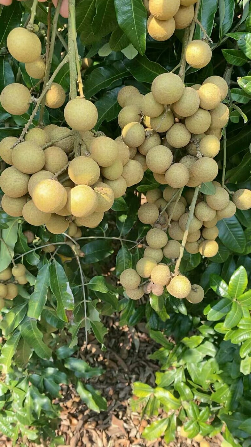 石硖龙眼