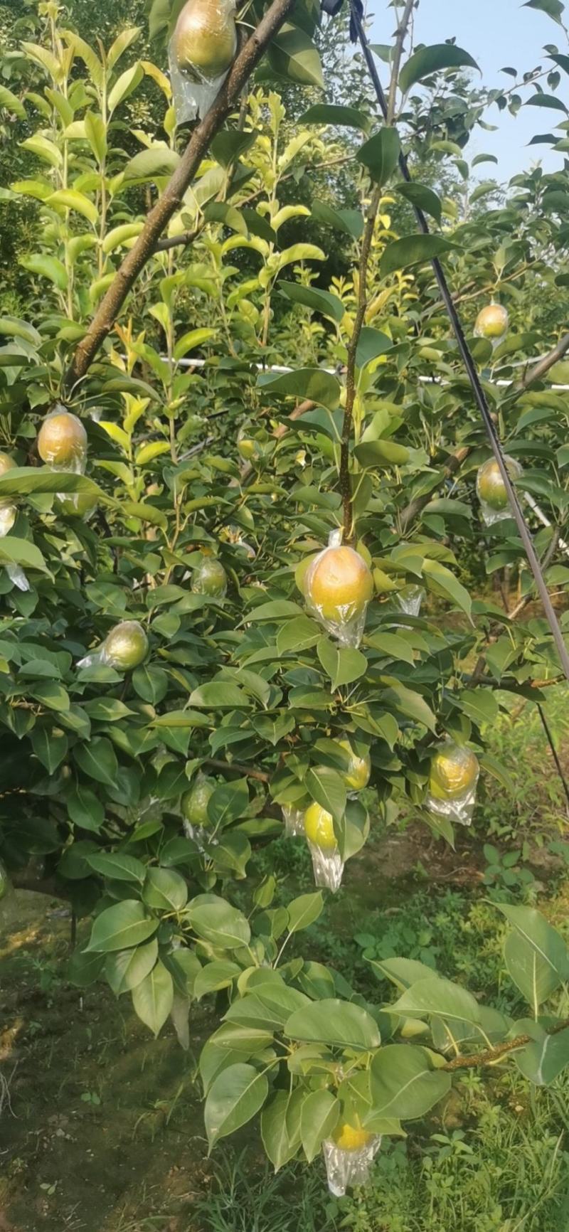 【热销】新梨七号大量供应，质量好价格优，货源充足欢迎选购