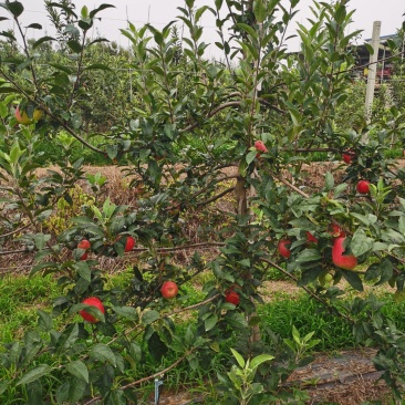 鲁丽苹果，脆，甜果个大，口感好。阳历8月2号上市