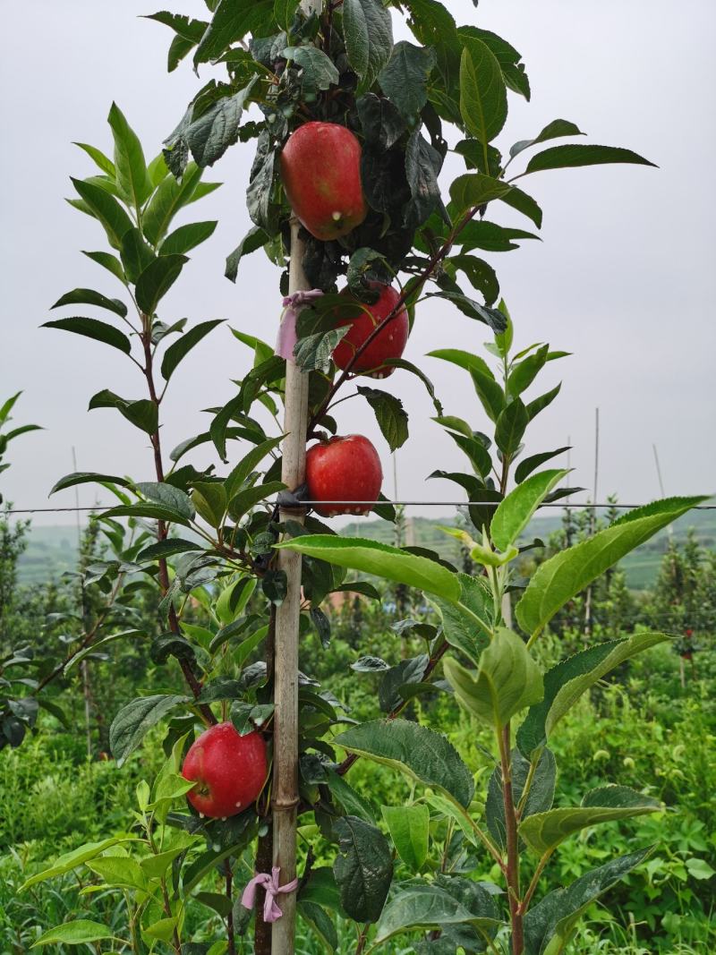 鲁丽苹果，脆，甜果个大，口感好。阳历8月2号上市