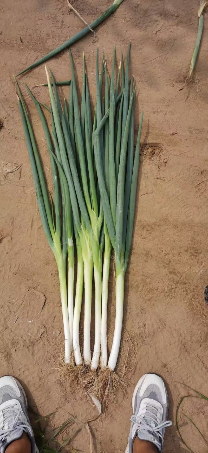 【优选商家】长白大葱量大质优价格优惠规格齐全欢迎咨询