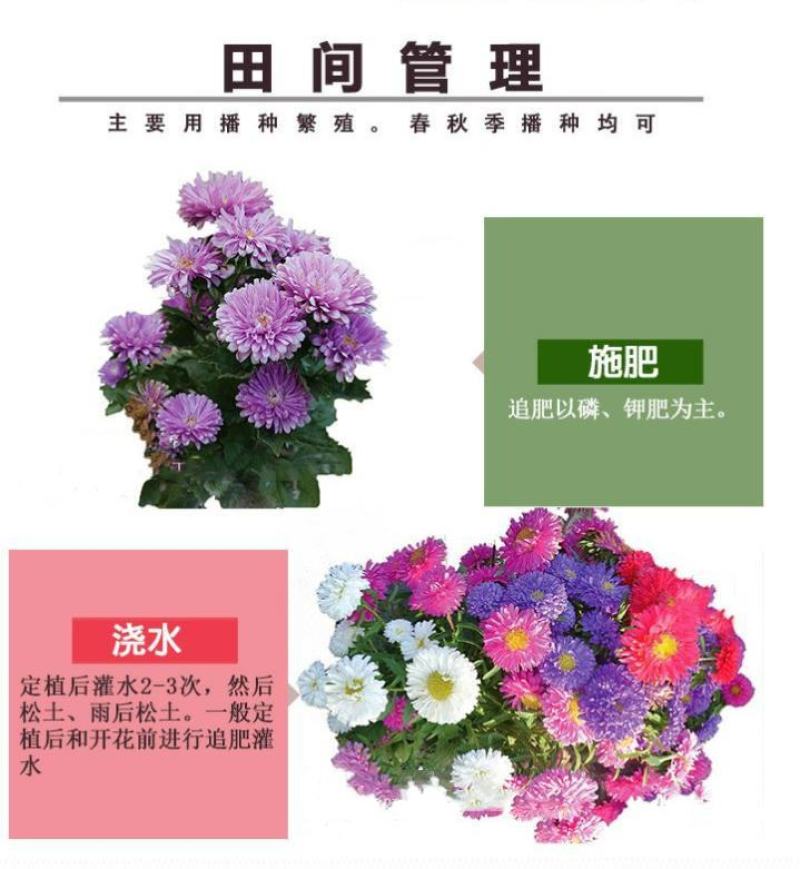 翠菊种子庭院花海打造夏秋开花易活籽鲜花盆栽花草种孑耐旱花