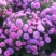翠菊种子庭院花海打造夏秋开花易活籽鲜花盆栽花草种孑耐旱花