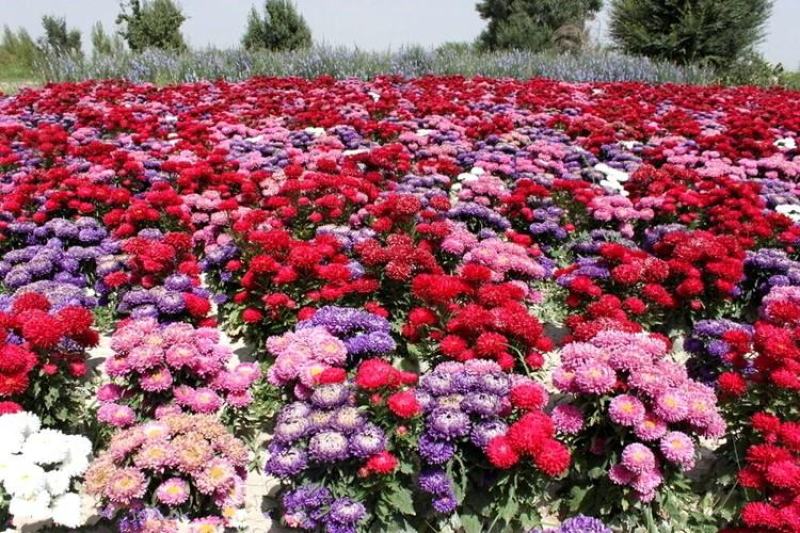 翠菊种子庭院花海打造夏秋开花易活籽鲜花盆栽花草种孑耐旱花