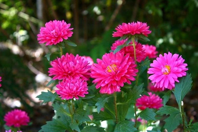 翠菊种子庭院花海打造夏秋开花易活籽鲜花盆栽花草种孑耐旱花