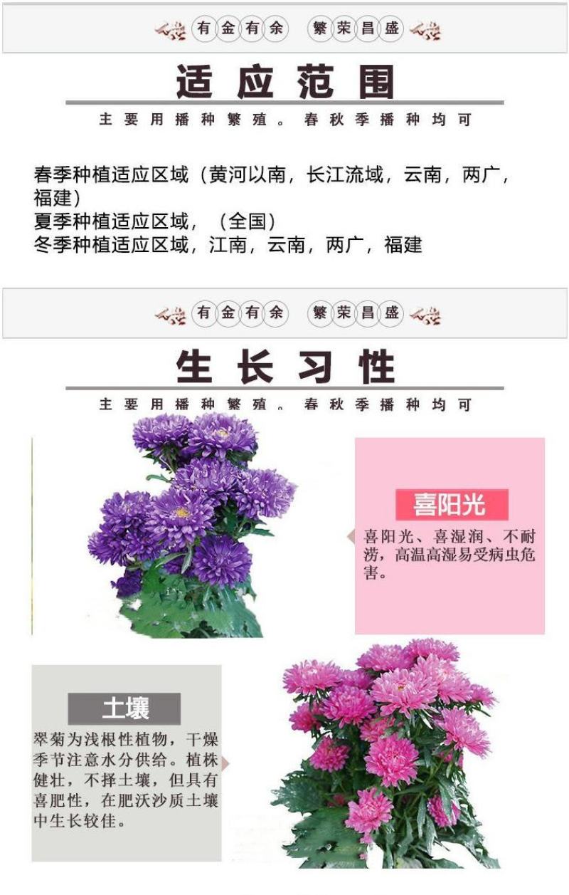 翠菊种子庭院花海打造夏秋开花易活籽鲜花盆栽花草种孑耐旱花