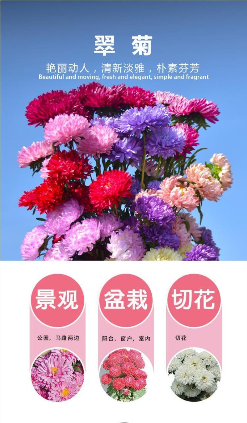 翠菊种子庭院花海打造夏秋开花易活籽鲜花盆栽花草种孑耐旱花