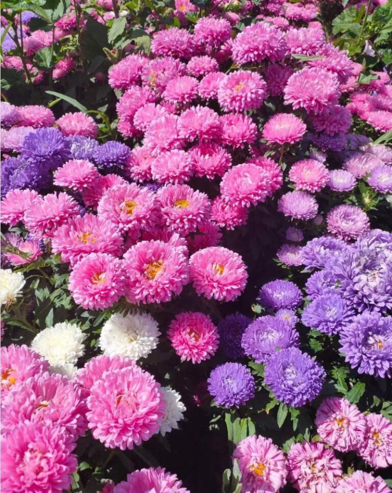 翠菊种子庭院花海打造夏秋开花易活籽鲜花盆栽花草种孑耐旱花