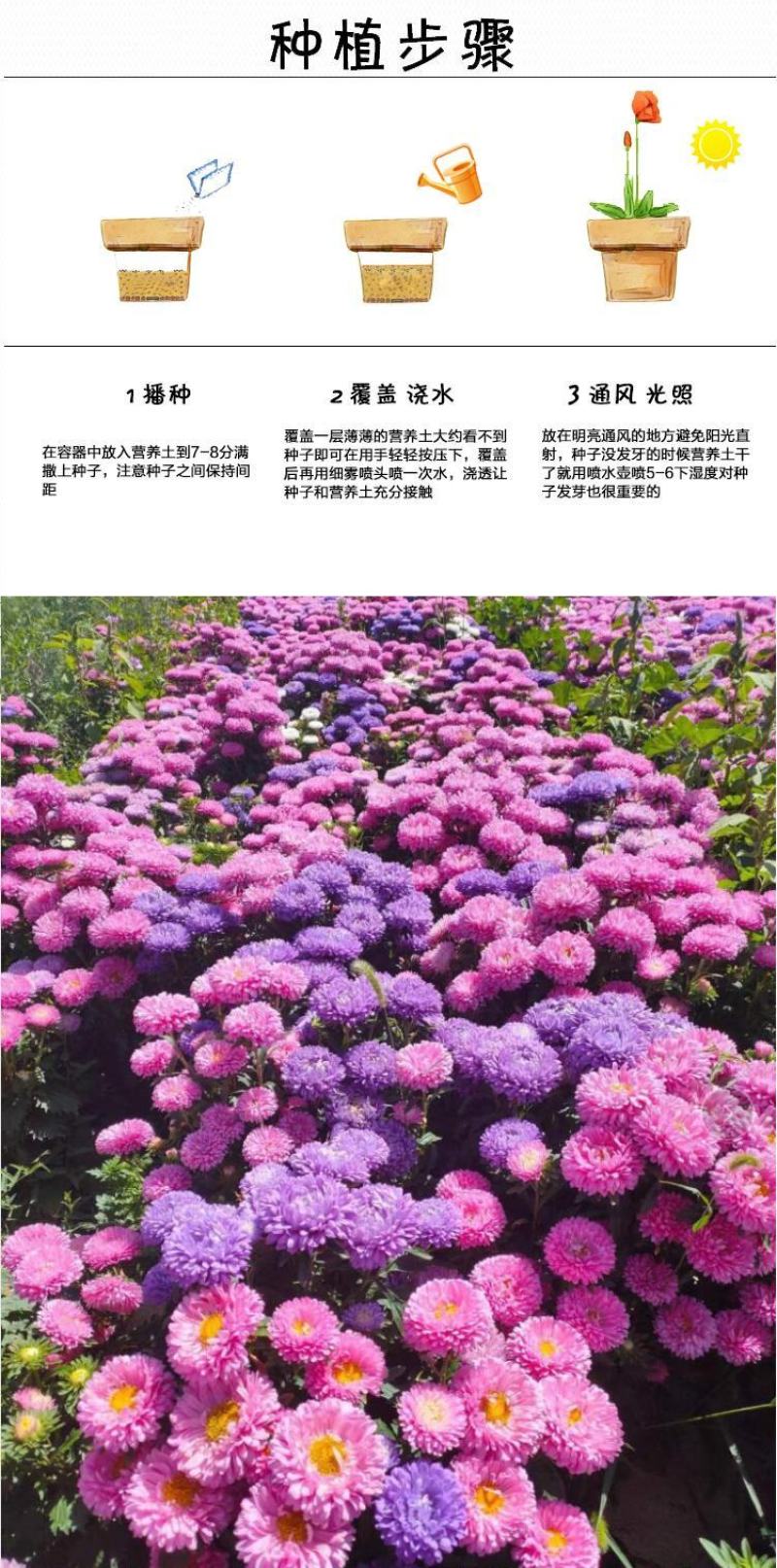 翠菊种子庭院花海打造夏秋开花易活籽鲜花盆栽花草种孑耐旱花