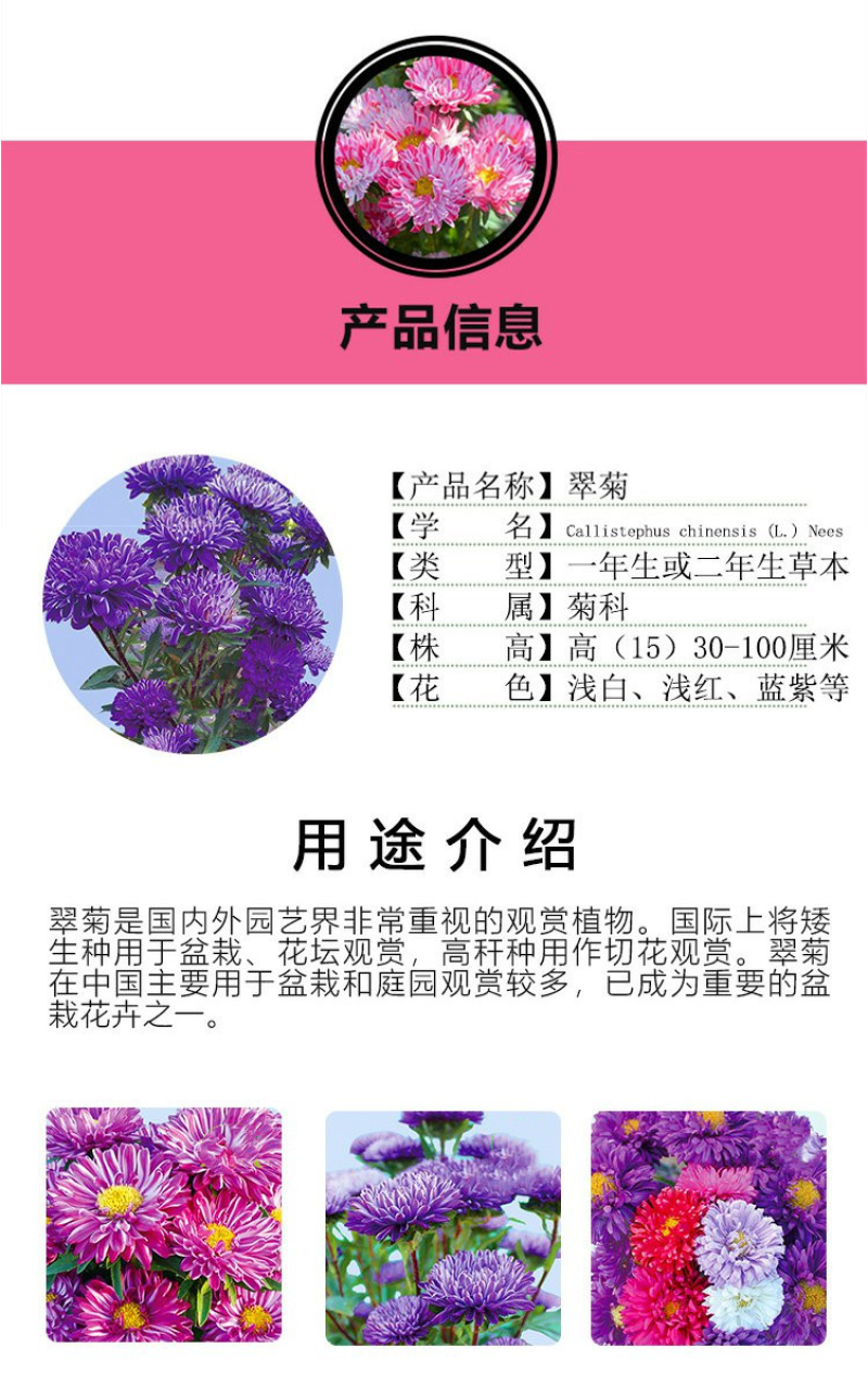 翠菊种子庭院花海打造夏秋开花易活籽鲜花盆栽花草种孑耐旱花