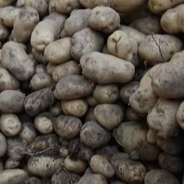 甘肃土豆大量上市，精品水洗，质量优良，品相不错