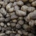 甘肃土豆大量上市，精品水洗，质量优良，品相不错