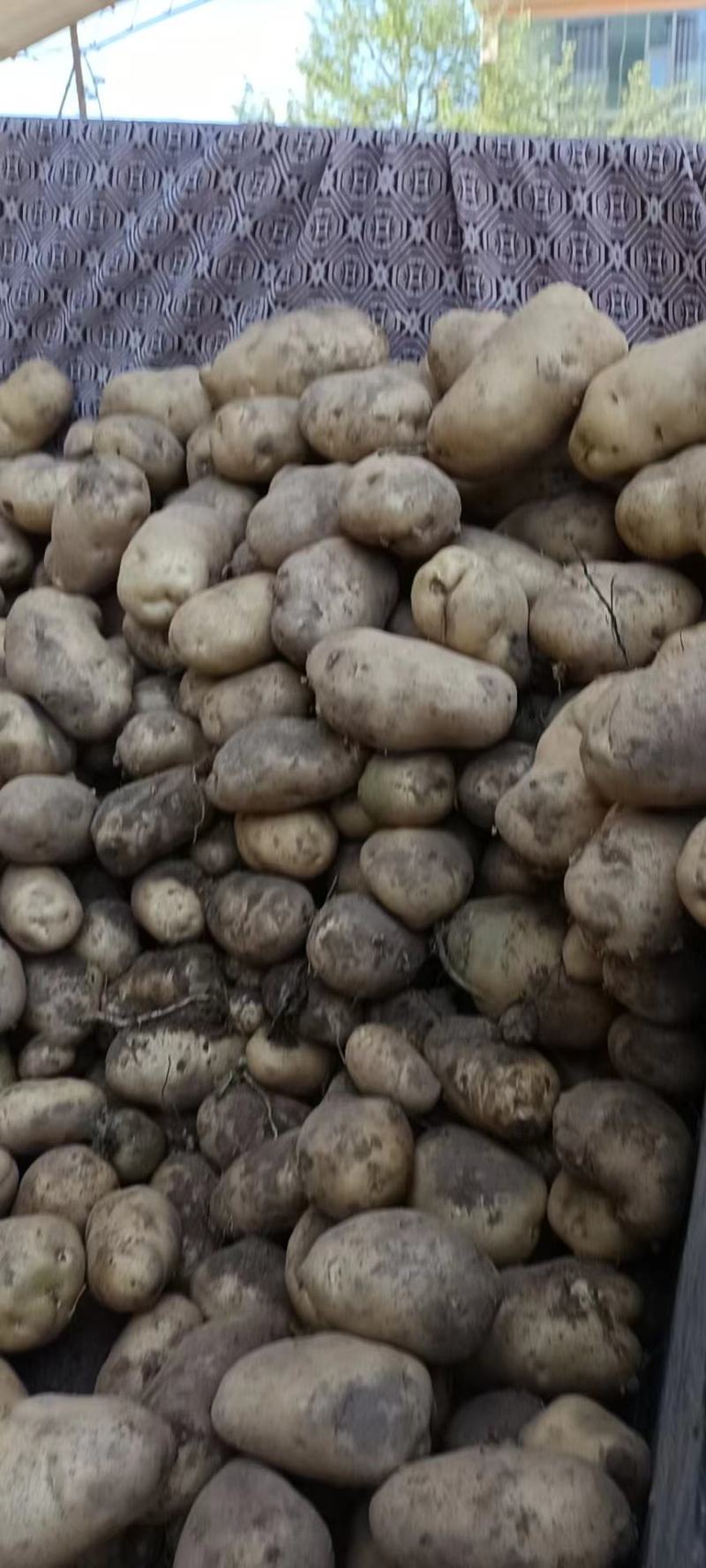 甘肃土豆大量上市，精品水洗，质量优良，品相不错