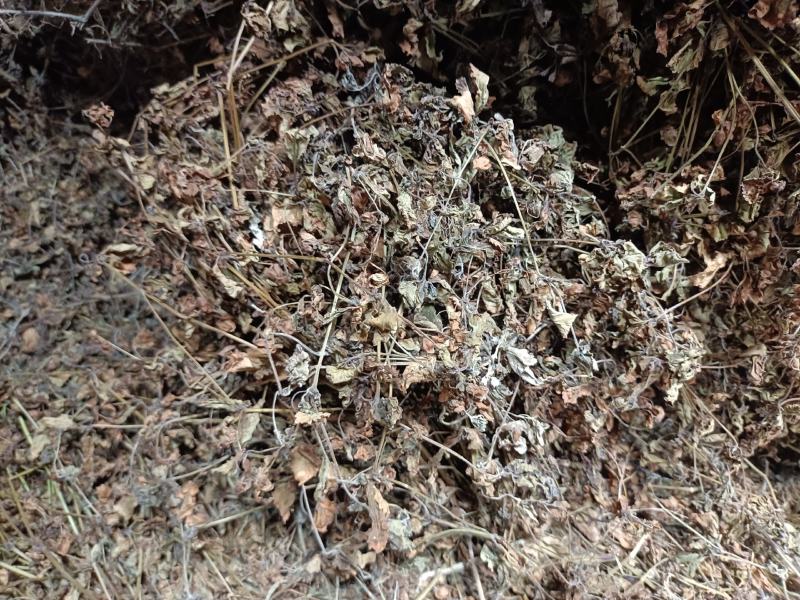 中草药:苦玄参（苦草）基地种植