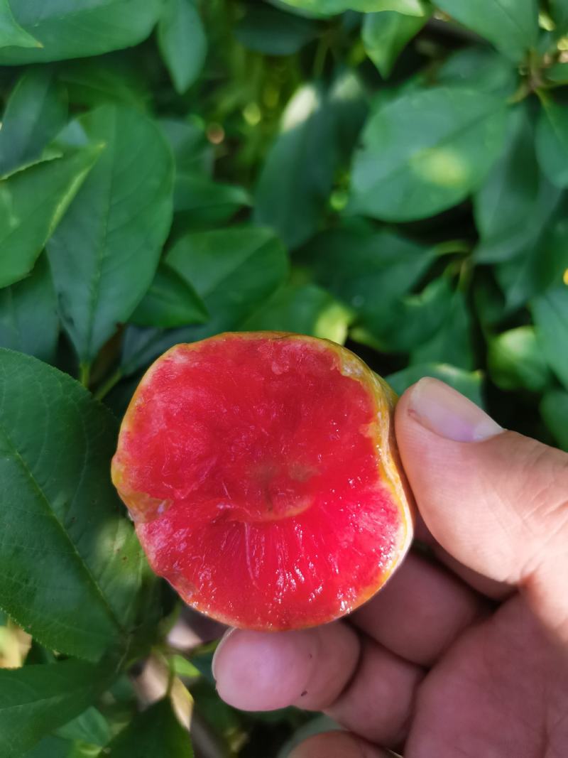小芙蓉李口感甜爽千亩优质李子基地直供