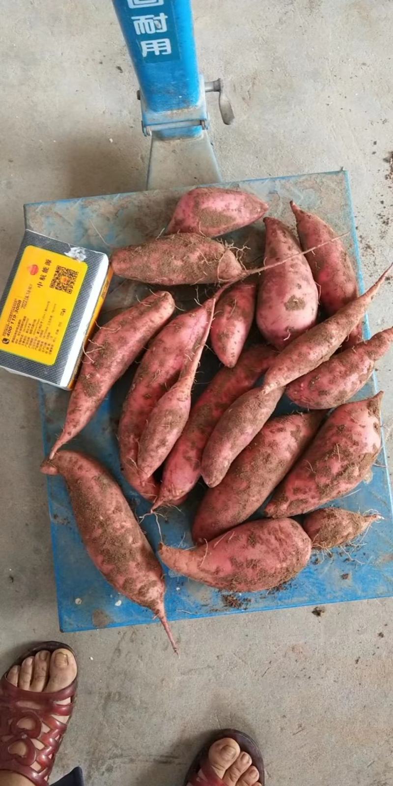 河北邯郸临漳西沙地西瓜红红薯中的霸主口感干面