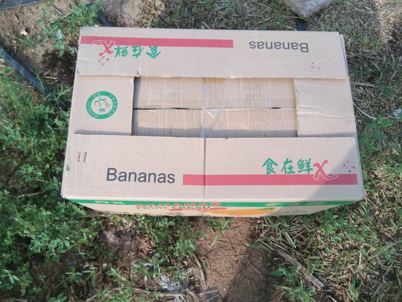 河北邯郸临漳西沙地西瓜红红薯中的霸主口感干面