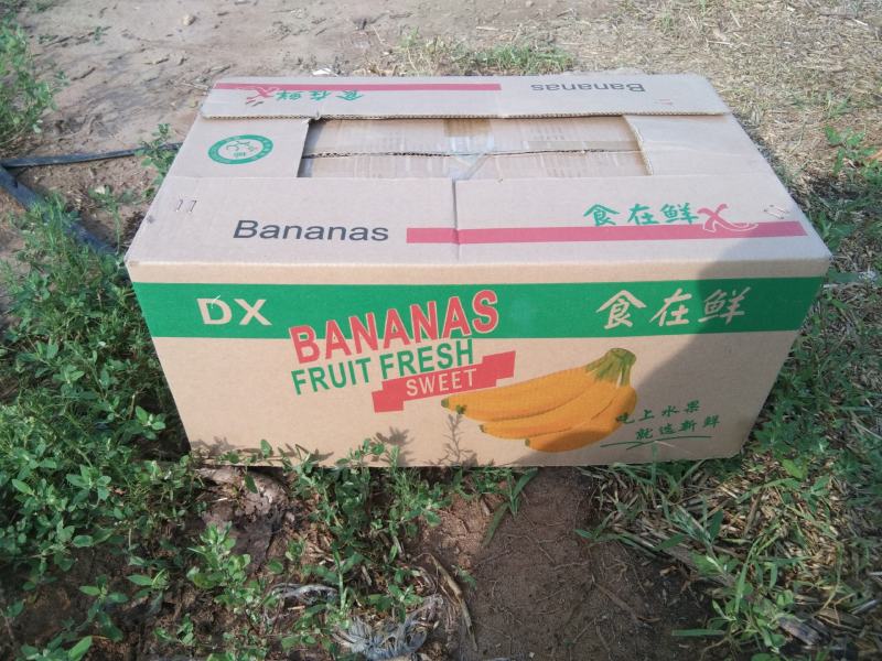 河北邯郸临漳西沙地西瓜红红薯中的霸主口感干面