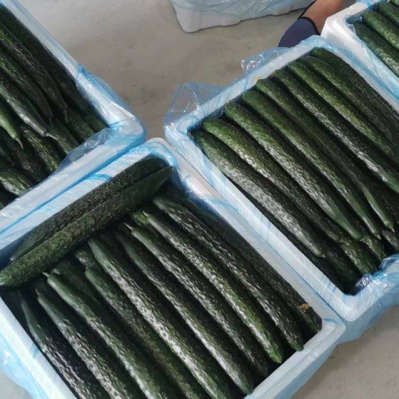 精品密刺黄瓜，一手货源，贵州产地直销质质量保证货源