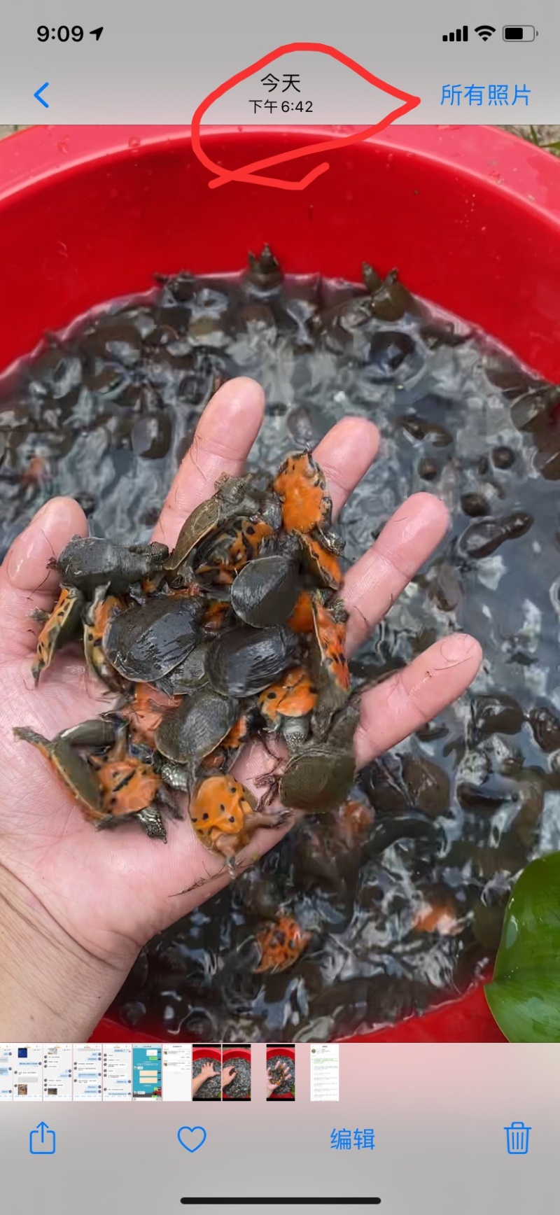 中华鳖苗小甲鱼苗外塘冷水养殖自产自销量大从优