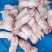 肥猪2.4号肉现货厂家发货冷冻副猪产品