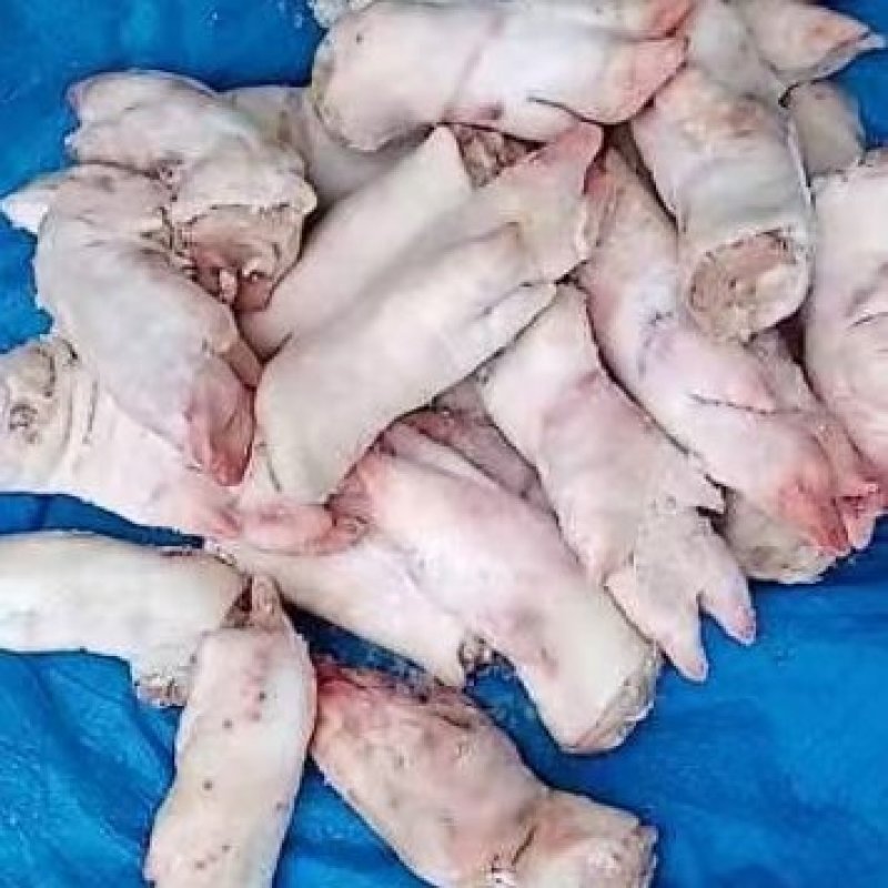 肥猪2.4号肉现货厂家发货冷冻副猪产品